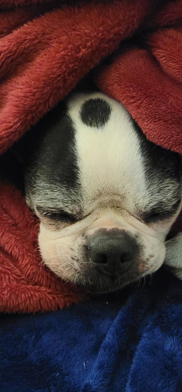 /Images/uploads/Friends of Seal Beach Animal Care Center/2025sbacc/entries/32334thumb.jpg